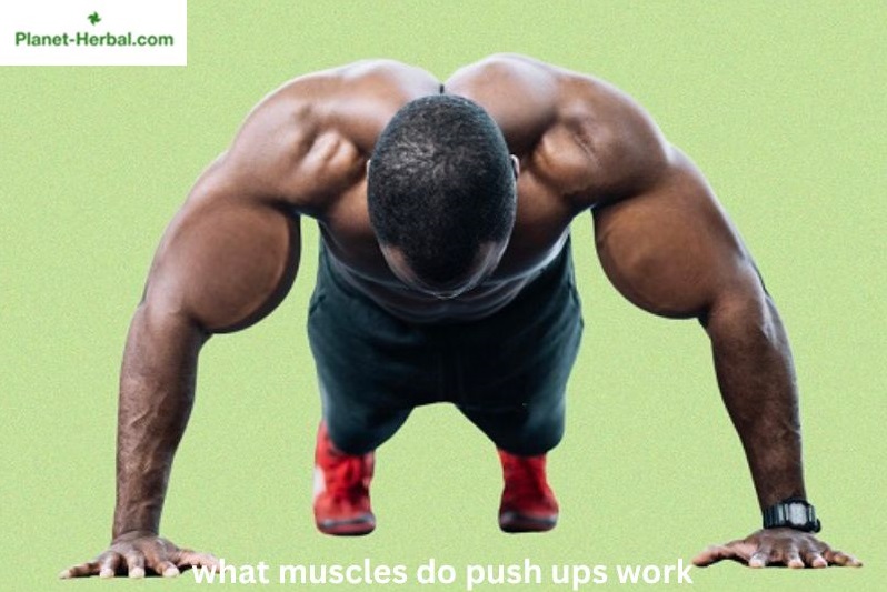 Understanding The Muscles Engaged In Push-Ups